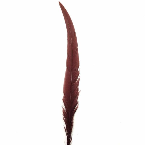 20" To 30" Silver Pheasant Tail Feather – Chocolate Brown  |   Pheasant