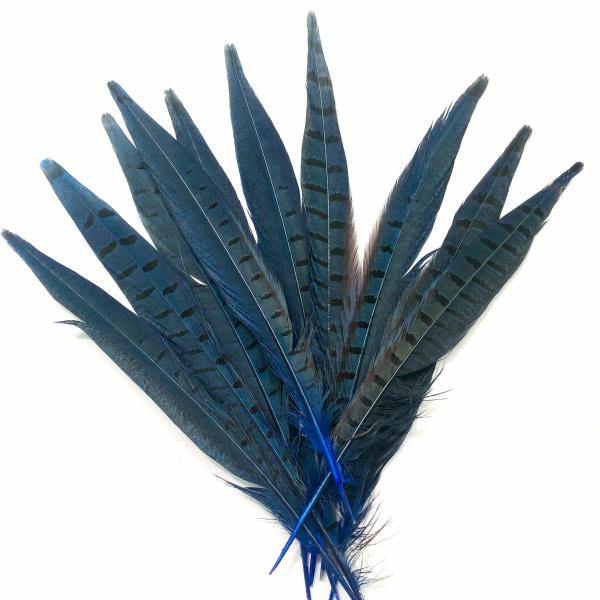 6" To 10" Ringneck Pheasant Tail Feather X 10 Pcs – Royal Blue  |   Pheasant