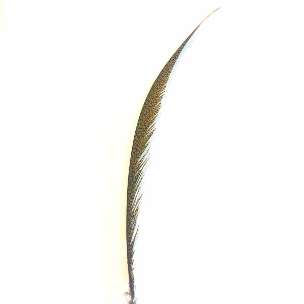 Golden Pheasant Centre Tail Feather X 10 Pcs – Natural ((Bulk Pack))  |   Natural Feathers