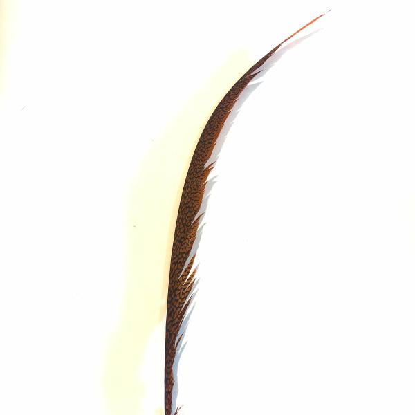 Golden Pheasant Centre Tail Feather X 10 Pcs- Orange ((Bulk Pack))  |   Pheasant