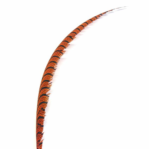 Lady Amherst Pheasant Centre Tail Feather – Orange  |   Pheasant