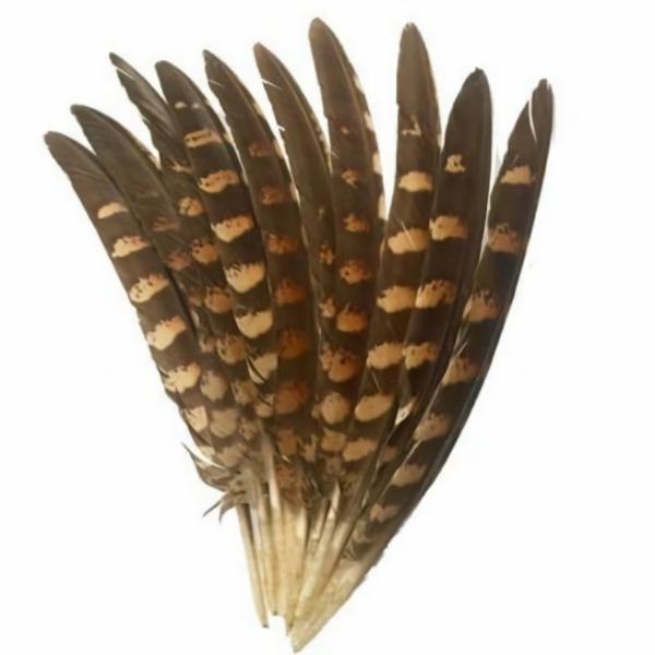 Natural Amherst Pheasant Wing Feathers X 10 Pcs  |   Pheasant