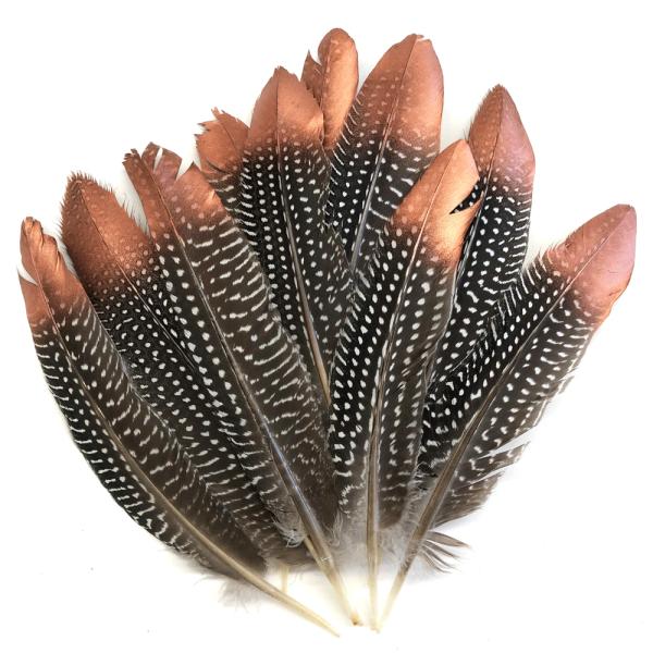 Natural Guinea Fowl Wing Feathers X 10 Pcs – Copper Tipped  |   Guinea