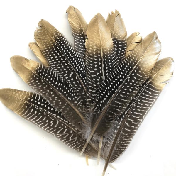 Natural Guinea Fowl Wing Feathers X 10 Pcs – Gold Tipped  |   Guinea