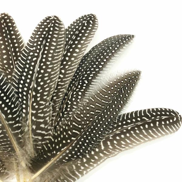 Natural Guinea Fowl Wing Feathers X 10 Pcs  |   Guinea