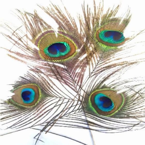 Natural Peacock Eye Feather 50Cm – 60Cm X 10 Pcs ((Seconds))  |   Fly Tying Materials