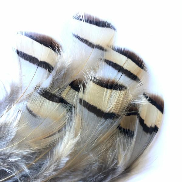 Natural Chukar Partridge Feather Plumage X 10Pcs  |   Partridge Feathers