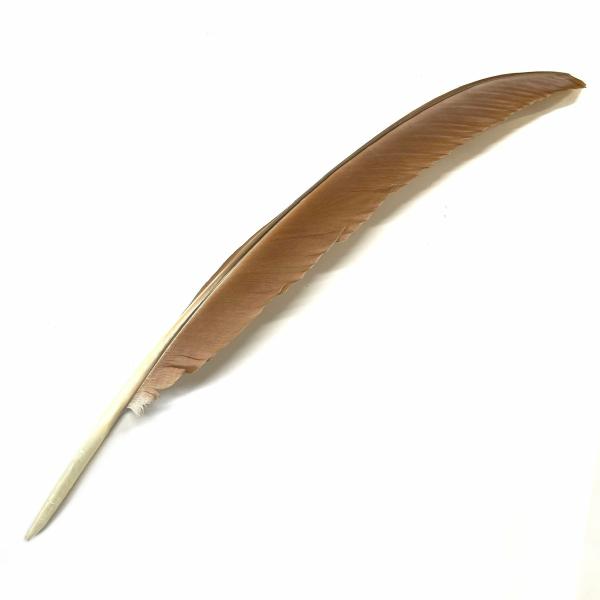 Natural Tan Brown Turkey Pointer Flight Wing Quill Feather  |   Turkey