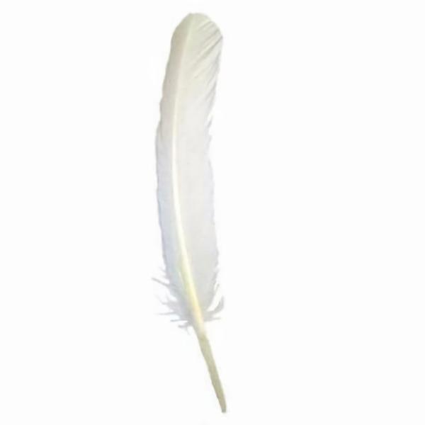 Turkey Wing Quill Feather X 5 Pcs – Ivory ((Seconds))  |   Turkey